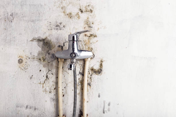 Best Mold Testing  in Windom, MN