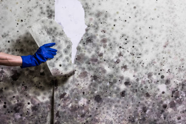 Best Toxic Mold Removal  in Windom, MN